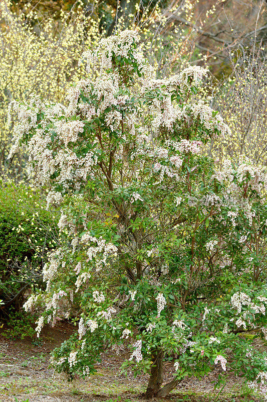 Pieris japonica /日本仙女座花